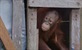 Crveni majmun: Spašavanje orangutana