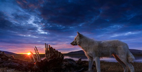 Kraljevstvo bijelog vuka
