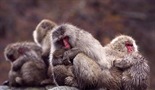 Prirodni svijet - Snježni majmuni
