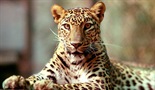 Svet prirode: Leopardi - neobična istorija