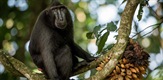 Svet prirode - upoznajte majmune