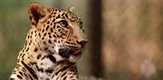 Prirodni svijet: Leopardi - neprirodna povijest