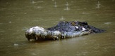Najsmrtonosniji krokodili na svijetu