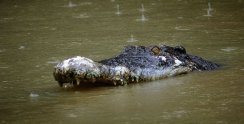 Najsmrtonosniji krokodili na svetu