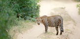 Divlja Šri Lanka: Kraljevstvo leoparda