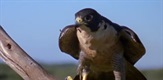 Peregrine Falcon: Lord of the Skies