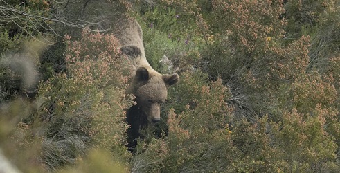 Medvjed - Divlji prizori iz Asturije