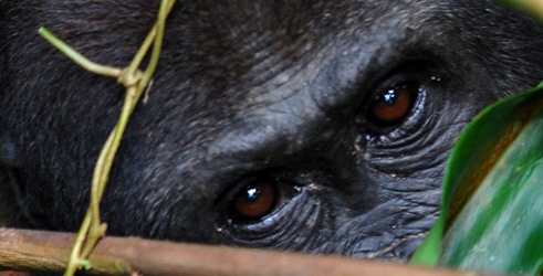 Tajanstveni gorila
