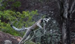 Ostrvo lemura: Madagaskar