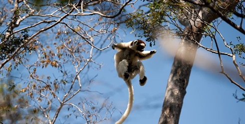 Ostrvo lemura: Madagaskar