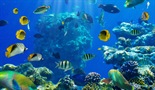 Veliki koralni greben: živo blago