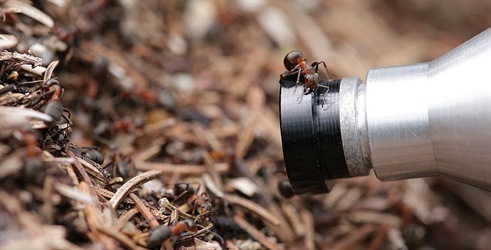 Attenboroughova mraveljska gora