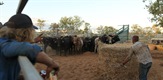 Australski lovci na bikove