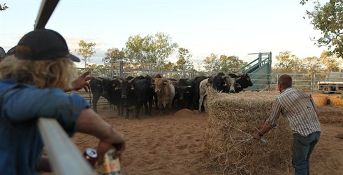 Avstralski krotilci bikov