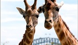 Upoznajte zoološki vrt Taronga