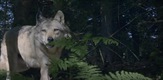 L'Odyssée du Loup / A Wolf's Journey