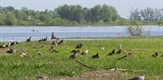 Veliko okupljalište ptica selica u Bjelorusiji