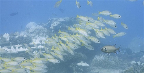 Posljednji stanovnici koraljnih grebena