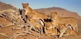 Kraljevi koji nestaju: Pustinjski lavovi Namiba