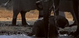 Pojilište - Afrička životinjska oaza