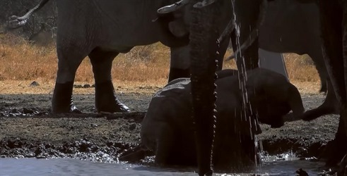 Pojilište - Afrička životinjska oaza