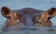 Vodenkonji - afrički riječni divovi
