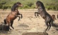 Konji u oluji - Kamenito utočište na Sardiniji