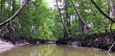 Kostarika - Bioraznolikost tropske šume