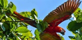 Kostarika - vrnitev v pragozd / Costa Rica - Return to the Virgin Forest