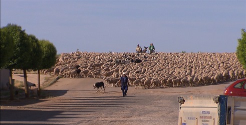 Divlja Španjolska - zemlja tradicionalnog stočarstva