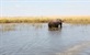 Okavango - Plima života