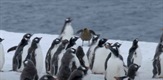 Prirodni svijet - Pingvinska pošta