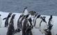 Prirodni svijet - Pingvinska pošta