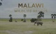 Spašavanje divljih životinja u Malaviju