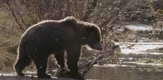 Divlji grizliji Yukona