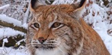 Lynx - Close Up / Hautnah Mit Luchsen