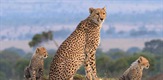 Maasai Mara: Stjecište divljih životinje