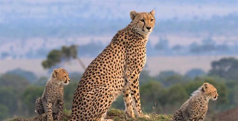 Masai Mara: raskršće divljeg sveta