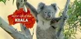 Tajni život koala