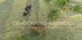 Životinjske demokracije