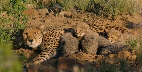 Obitelj geparda i ja
