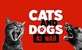 Cats and Dogs At War