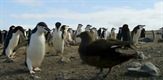 Pingvini: Upoznajte obitelj