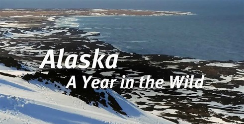 Aljaska: leto v divjini