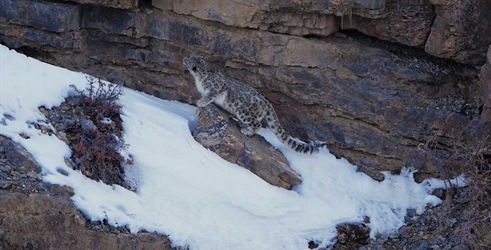 Na lovu za snežnimi leopardi: Preganjanje senc