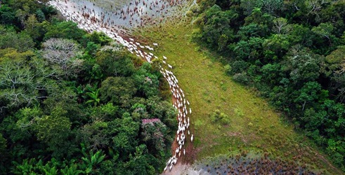 Pantanal - Brazilski naravni čudež