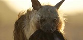 The Brown Hyena of Makgadikgadi / Brown Hyenas