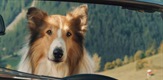 Lassie - Ein neues Abenteuer / Lassie - A New Adventure