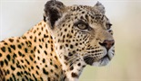 Kraljica leoparda