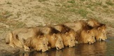 Lions of Sabi Sand